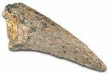 Rare, Fossil Dinosaur (Ankylosaurus) Side Spike - Montana #380211-5